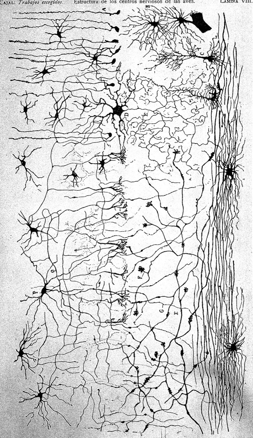 Historic Cajal drawing of nervous system structures